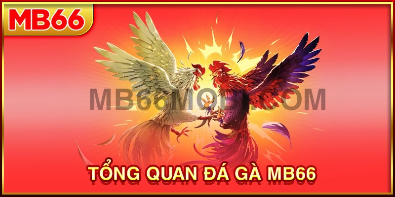 Giới thiệu về đá gà mb66